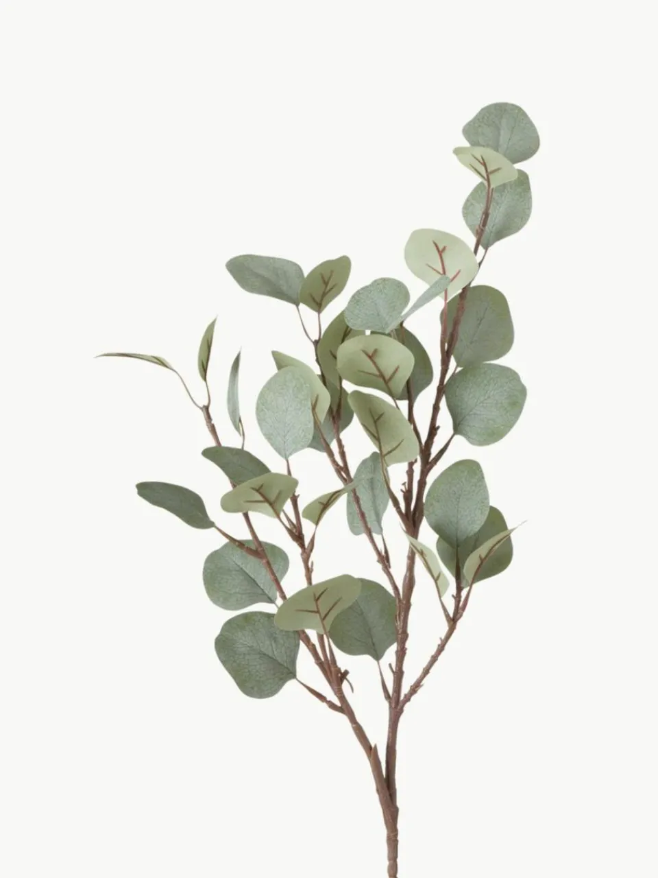 Westwing Dekozweig Eukalyptus