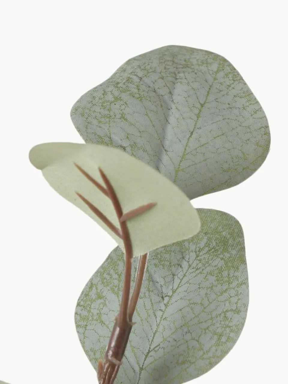 Westwing Dekozweig Eukalyptus