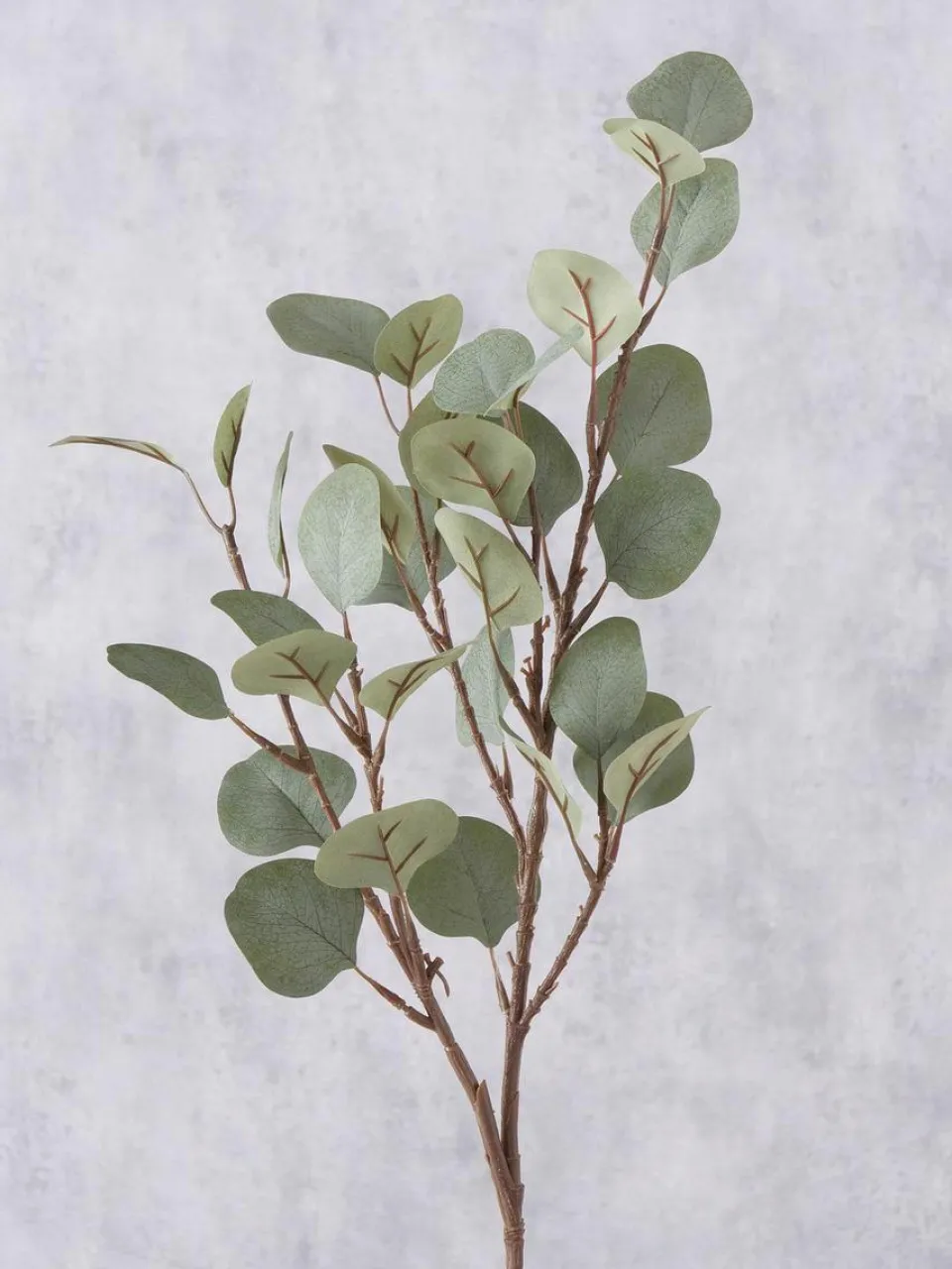 Westwing Dekozweig Eukalyptus