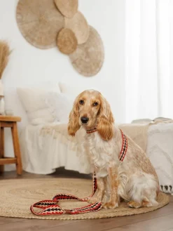 Buddys Dogwear Handgefertigte Hundeleine Peruvian Arrow