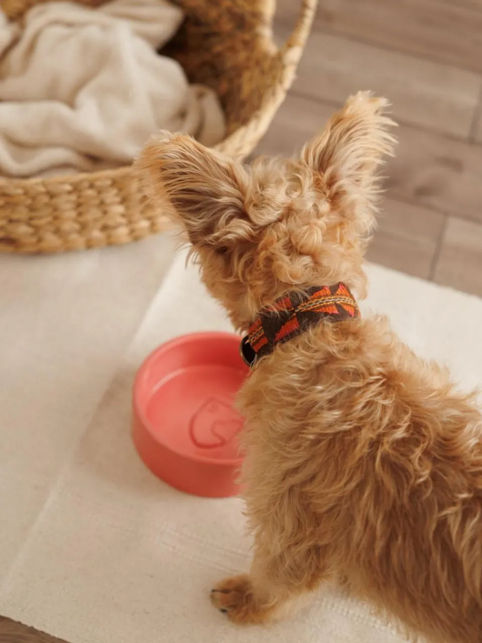 Buddys Dogwear Handgefertigtes Haustier-Halsband Etna, in verschiedenen Größen