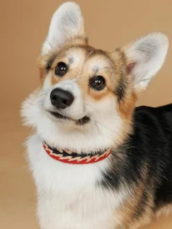 Buddys Dogwear Handgefertigtes Haustier-Halsband Peruvian Arrow, in verschiedenen Größen