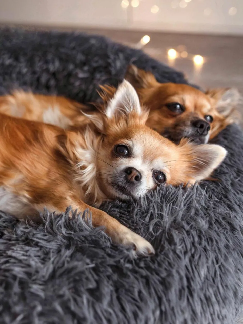 Wahre Tierliebe Haustierbett Fluffy aus Teddy, in verschiedenen Größen