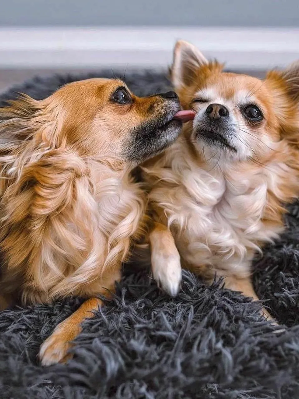 Wahre Tierliebe Haustierbett Fluffy aus Teddy, in verschiedenen Größen