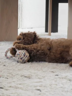 Oyoy Living Design Hundespielzeug Otto