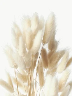 Cooee Design Trockenblumen Lagurus