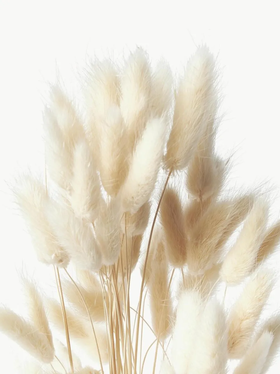Cooee Design Trockenblumen Lagurus