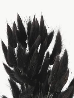 Cooee Design Trockenblumen Lagurus