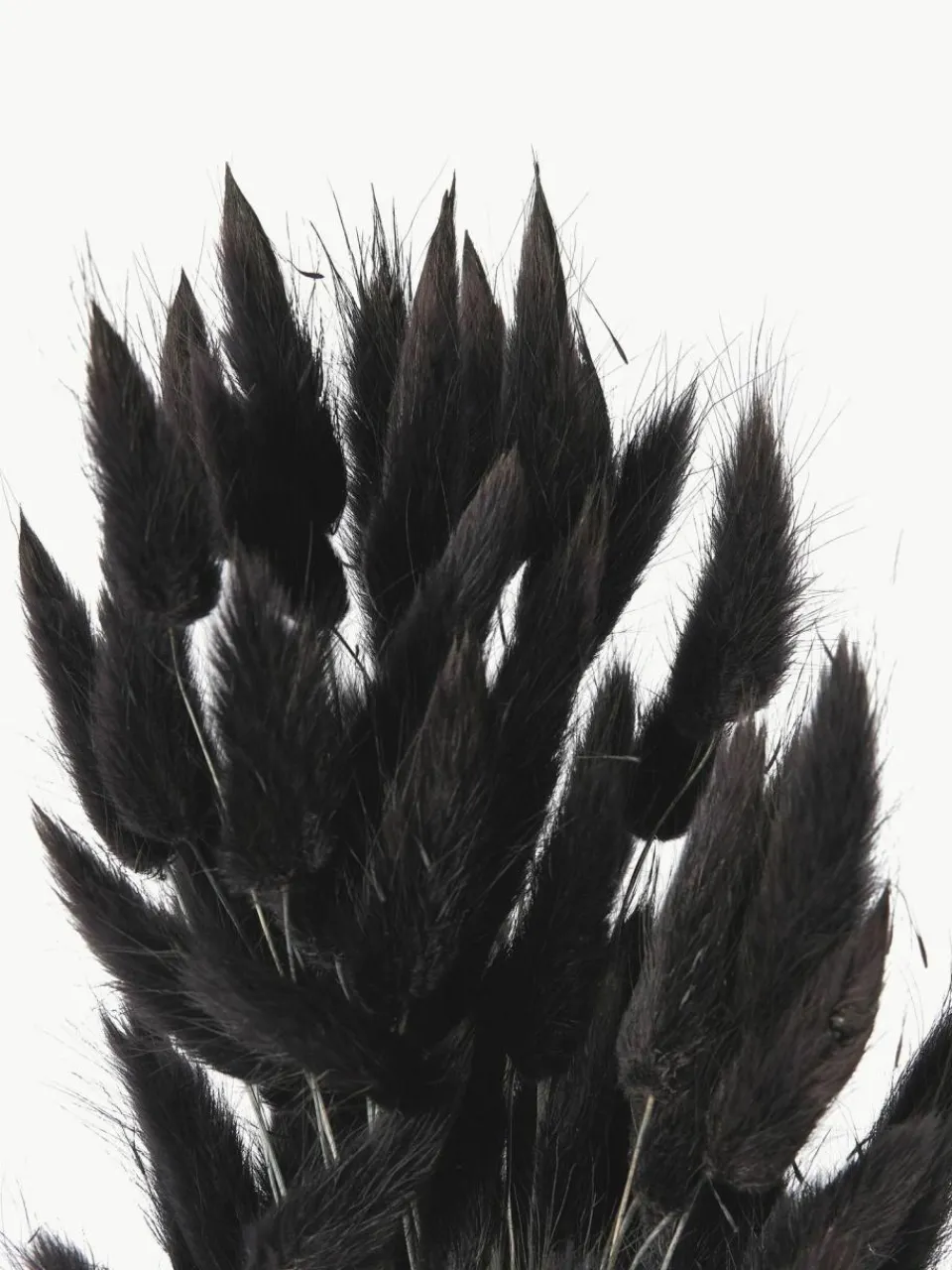 Cooee Design Trockenblumen Lagurus