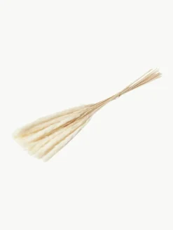 Cooee Design Trockenblumen Pampas