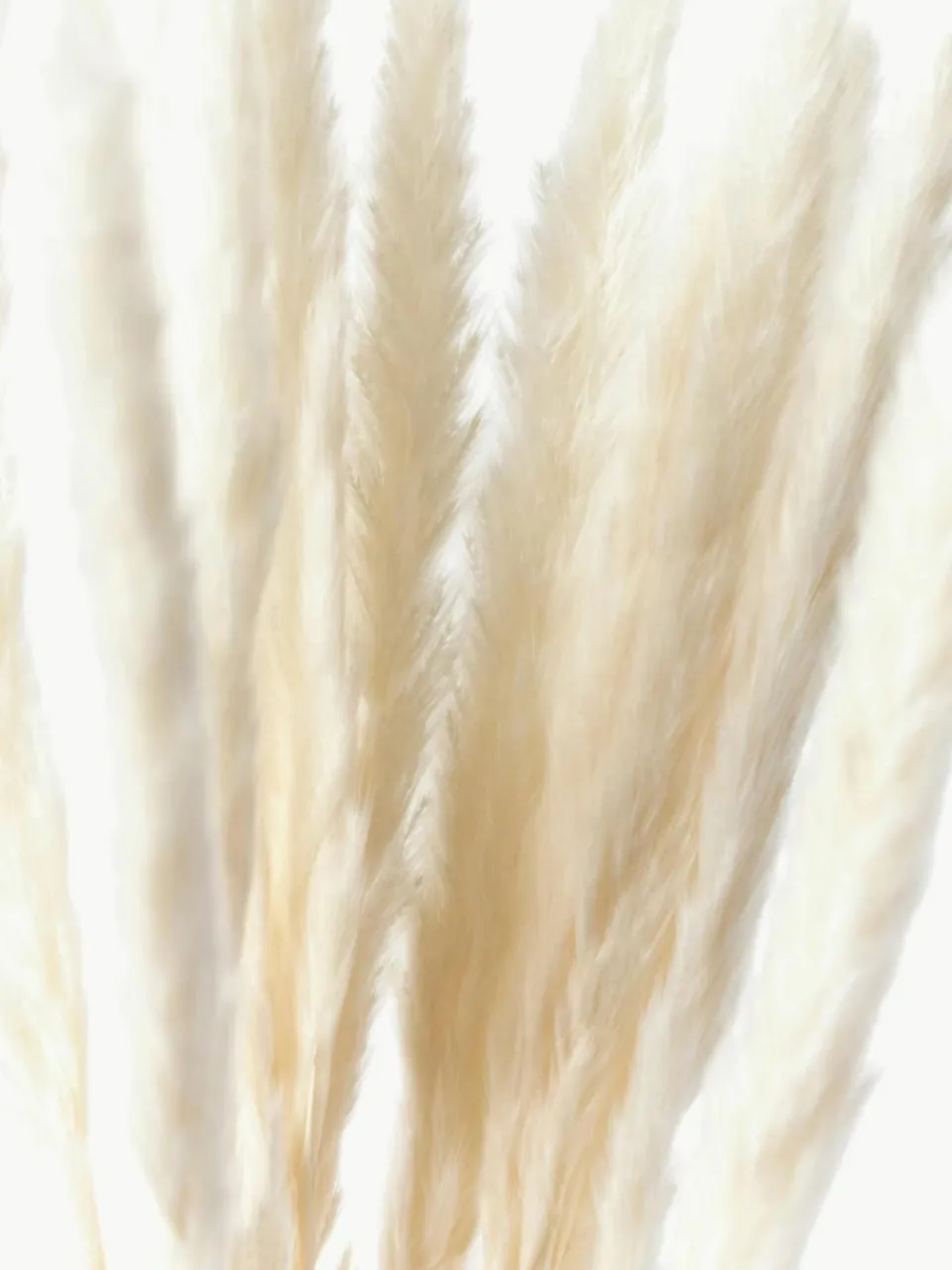Cooee Design Trockenblumen Pampas